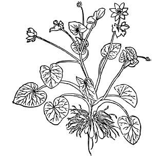 Raiz de Ranunculus ficaria era usada para tratar hemorroidas 